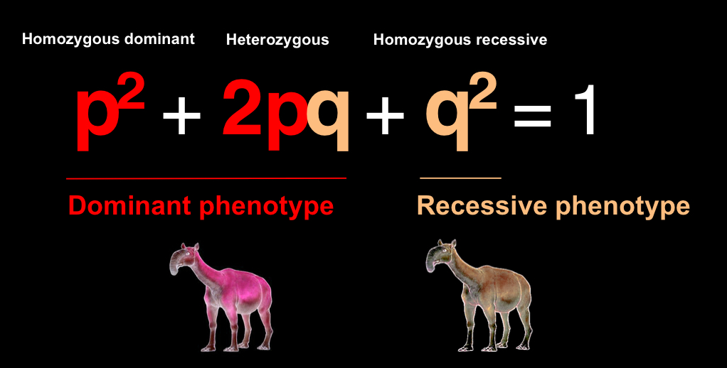 <p><strong><em>p² + 2pq + q² = 1</em></strong></p><ul><li><p><strong>p</strong> - dominant allele frequency</p></li><li><p><strong>q</strong> - recessive allele frequency</p></li><li><p><strong>p²</strong> - probability of a homozygous dominant individual</p></li><li><p><strong>q²</strong> - probability of a homozygous recessive individual</p></li><li><p><strong>2pq</strong> - probability of a heterozygous individual</p></li></ul><p></p><ul><li><p>used to compute genotype frequencies if we know the allele frequencies</p></li><li><p>genotype frequencies must add up to 1.0</p></li></ul><p></p>