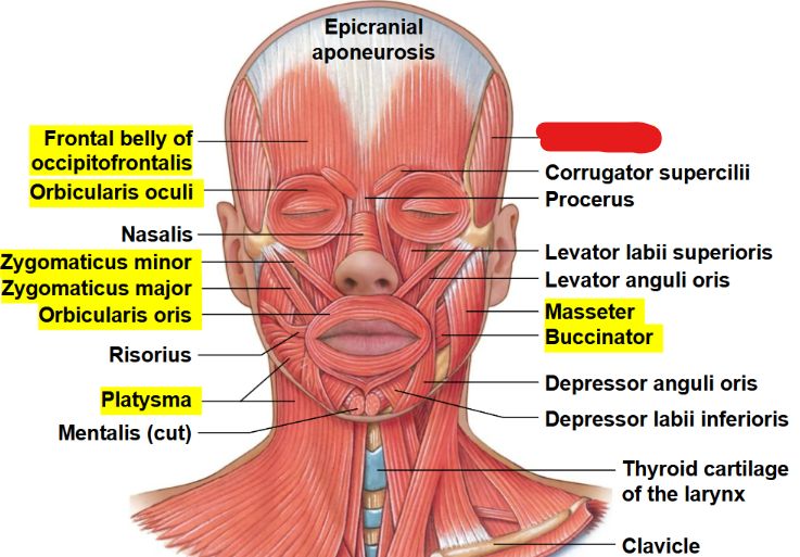 <p>What muscle is this?</p>