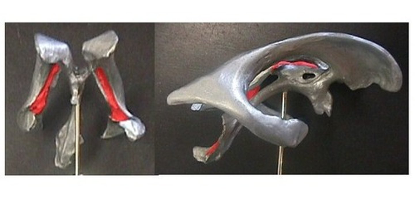 <p>Identify the red structure.</p>