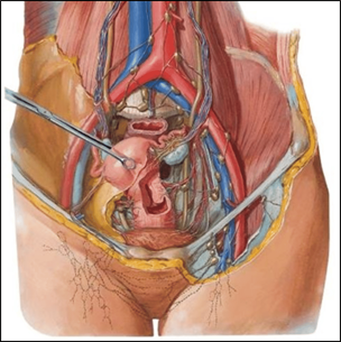 <p>What are the only structures ensheathed by the peritoneum and lying inferior to it?</p>