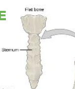 <p>(a) Spongy bone embedded within parallel layers of thin compact bone</p>