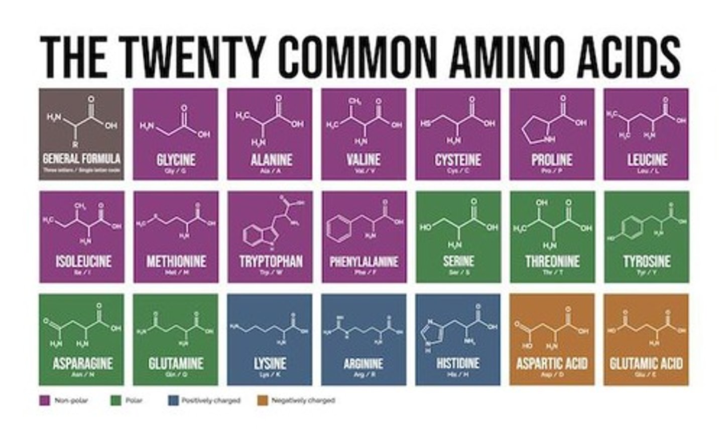<p>Building blocks of all proteins, 20 types exist.</p>