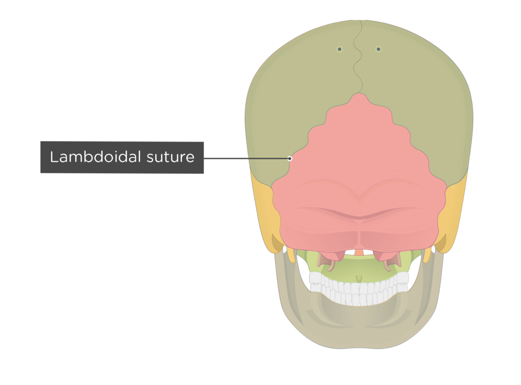 <p>[BONES TO KNOW; suture] separates the <u>occipital bone</u> from the <u>parietal bones</u>.</p>