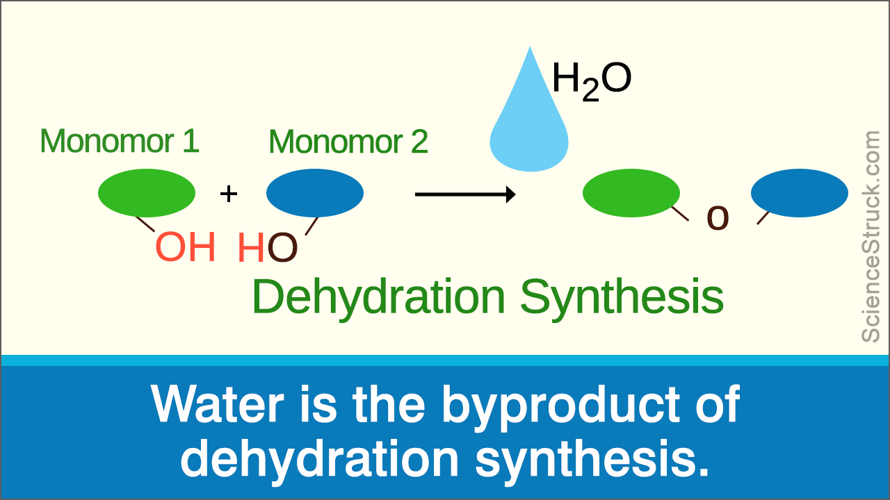 <p>biological macromolecules are formed from building blocks (i.e., monomers) that are linked by dehydration synthesis.</p>