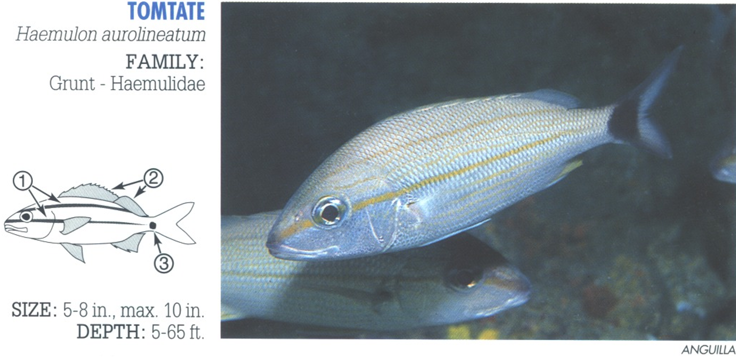 <p><span>1. Prominent yellow to bronze stripe runs from snout through eye to base of tail; another thinner stripe on back. 2. Fins pale. 3. Black spot on base of tail (not always present).&nbsp;</span></p>