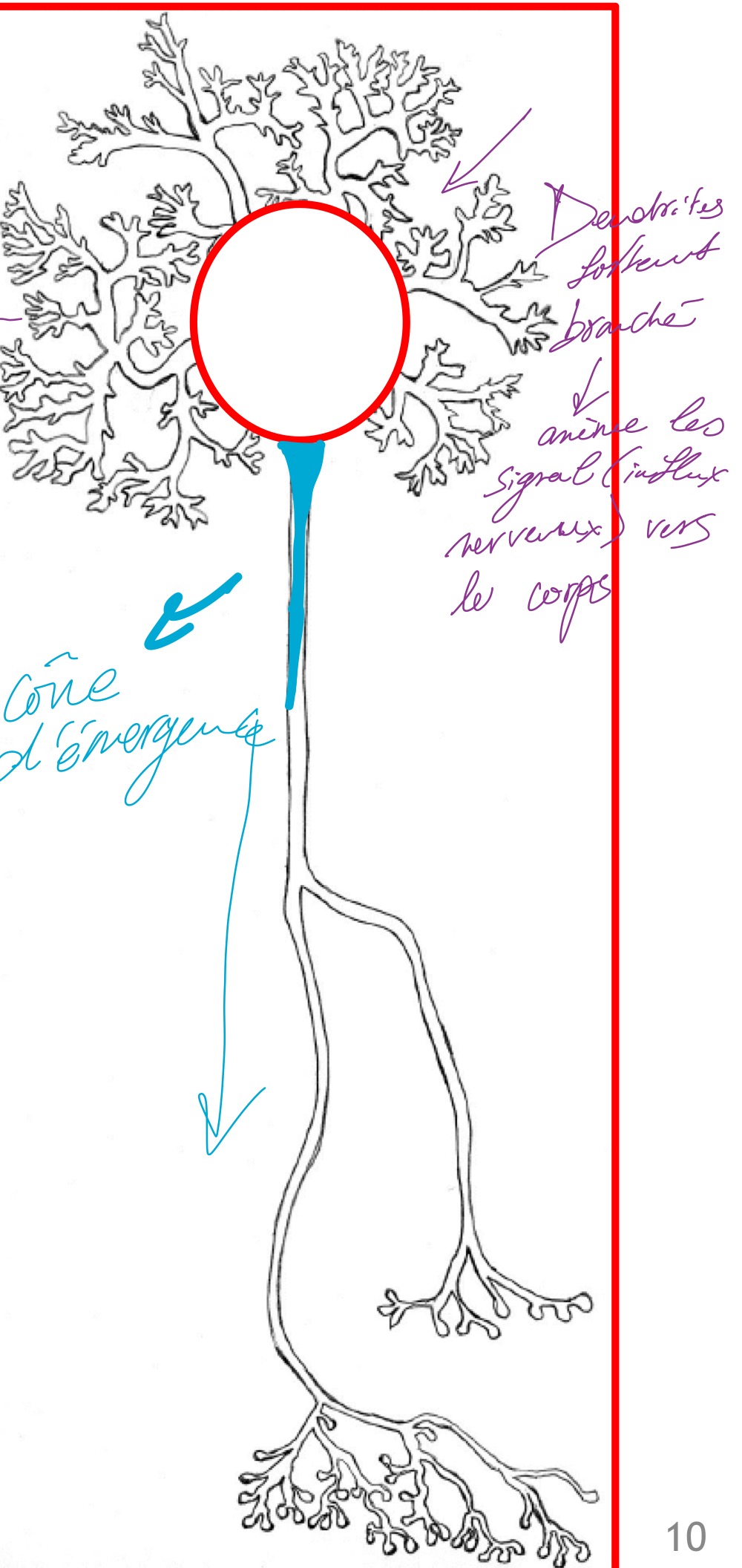 <p>Conduction de l’influx nerveux</p><p>- Dendrites sensitives: vers le corps cellulaire du neurone </p><p>—&gt; centripète</p><p>- Axone moteur : du corps cellulaire vers les boutons synaptiques </p><p>—&gt; centrifuge</p>
