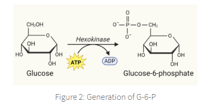 <p><span><span>This phosphorylation step is essential in order to prevent diffusion of glucose back outside the cell. </span></span></p>