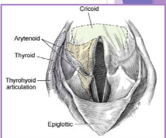<ul><li><p>complete or partial failure of the arytenoid cartilages </p><ul><li><p>failure of cartilage to open up during inspiration </p></li><li><p>recurrent laryngeal nerve </p></li><li><p>cricoarytenoideus dorsalis muscle </p></li></ul></li><li><p>congenital </p><ul><li><p>Rottweiler, Dalmation, White-coated German shepherd, Great pyrenees, Leonburger, Bull terrier, Bouvier des flandres </p></li></ul></li><li><p>acquired - most of the time </p><ul><li><p>causes </p><ul><li><p>idiopathic**** </p></li><li><p>trauma </p></li><li><p>systemic disease </p></li><li><p>Iatrogenic </p></li></ul></li><li><p>signalment </p><ul><li><p>large breed dogs > medium / small breed </p></li><li><p>labrador, irish setter, saint bernard </p></li></ul></li></ul></li><li><p>clinical presentation </p><ul><li><p>inspiratory stridor </p></li><li><p>voice change </p></li><li><p>exercise intolerance </p></li><li><p>coughing, gagging </p></li><li><p>anxious </p></li><li><p>collapse </p></li><li><p>± generalized weakness, muscle atrophy (goolp) </p></li></ul></li><li><p>clinical signs worsen with time! </p><ul><li><p>often starts as unilateral then progresses to bilateral paralysis </p></li><li><p>voice change unilateral </p></li><li><p>bilateral = more clinical signs </p></li></ul></li></ul><p></p>