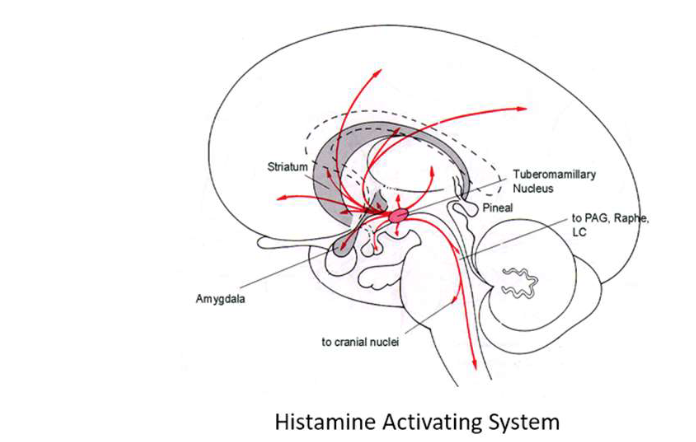 <p>When turned on, histamines promote sleep and wake control. What do antihistamines do?</p>