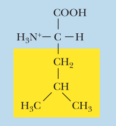 <ul><li><p>Nonpolar</p></li><li><p>Leu, L</p></li><li><p>α-COOH pKa: 2.4</p></li><li><p>α-NH3+ pKa: 9.6</p></li><li><p>* Creates a bend in R-chain</p><p></p></li></ul><p></p>