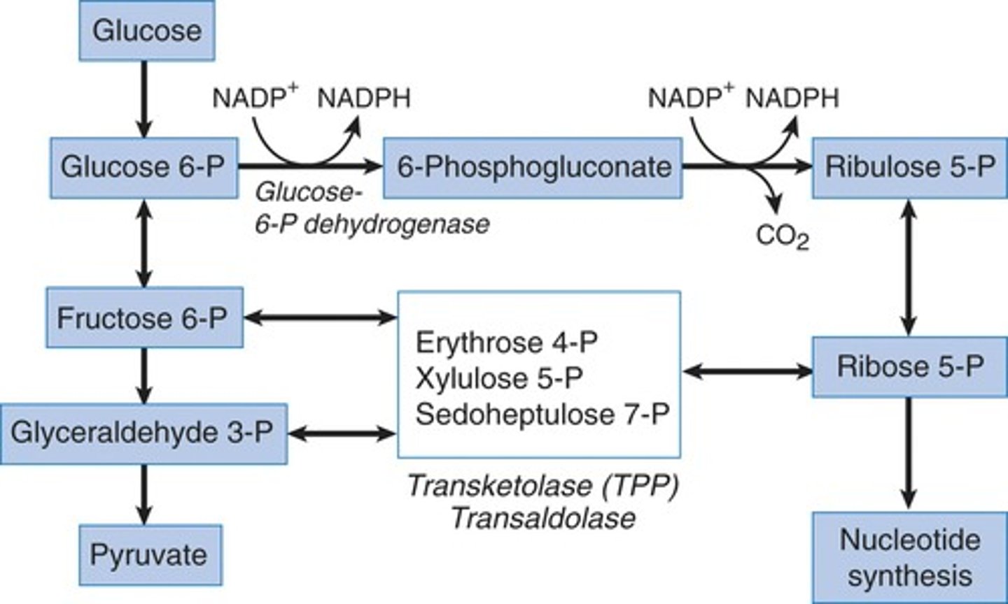 <p>Various substrates from glycolysis are the reactants for the pentose phosphate pathway.</p><p>Struggling to memorize the metabolic pathways (such as glycolysis and beta-oxidation)? Learn them like the back of your hand using Andrew's Metabolic Pathways Mastery Course @ https://mcatselfprep.com/course/andrews-metabolic-pathways-mastery-course/</p>