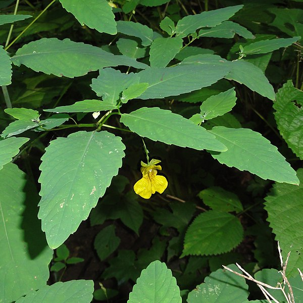 Yellow jewelweed:

large orchid like yellow flowers, tooth large oblong leaves