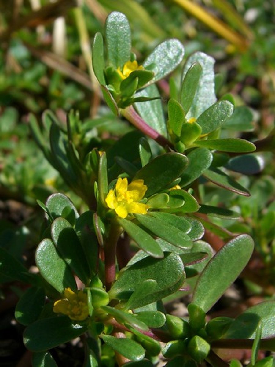 <p>Portulaca oleracea</p>