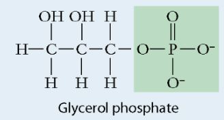 <ul><li><p>Polar</p></li><li><p>Negative charge</p></li><li><p>Found in: nucleic acid, phospholipid</p></li></ul>