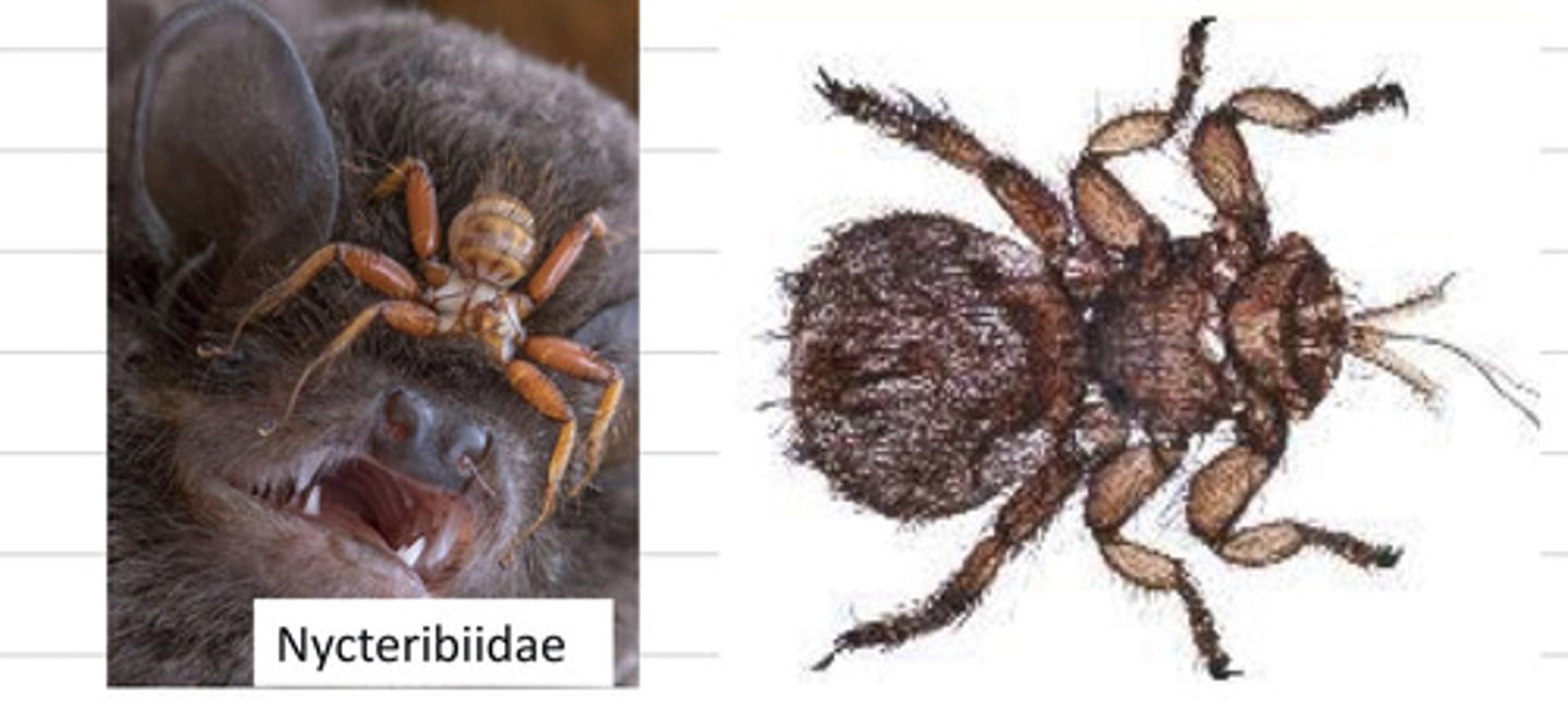 <p>what is the morphologic adaptation in this parasite?</p>