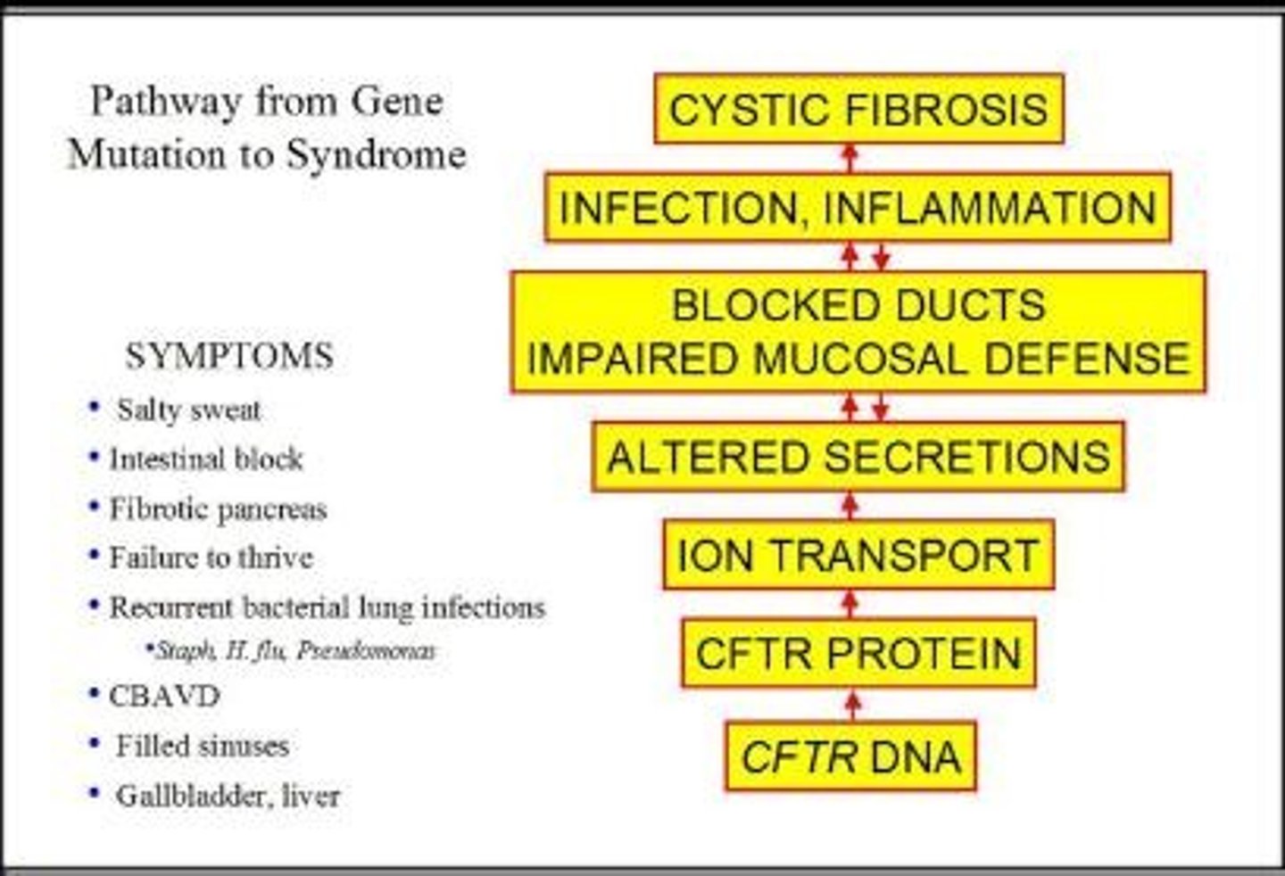 <p>Average lifespan for cystic fibrosis patients is 37 years.</p>