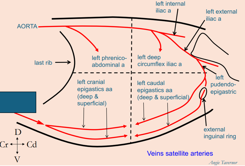 <p>What artery is this?</p>