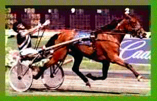 <p>photos for standardbred</p>