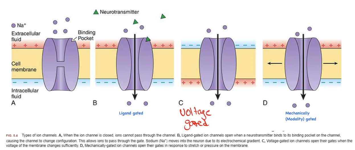 <ul><li><p><strong><u>Modality-Gated Channels</u></strong>: Opens in response to mechanical force, temperature changes, or chemical stimuli. </p></li><li><p><strong><u>Ligand-Gated Channels</u></strong>: opens or closes in response to a specific molecule (called a ligand) binding to the channel. The ligand can be a NT, hormone, or other signaling molecules. </p></li><li><p><strong><u>Voltage-Gated Channels</u></strong>: opens or closes in response to changes in membrane potential across the cell membrane.</p></li><li><p><strong><u>Leak Channels:</u></strong> Allows diffusion of ions at a sow continuous rate. Not gated and no stimulus is required. </p></li></ul><p></p>