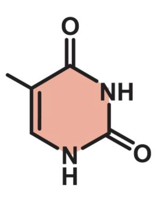 <p>pyrimidine</p>