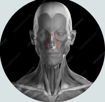 <ul><li><p>raising upper lip and dilating nares with sneer</p></li></ul><p></p>