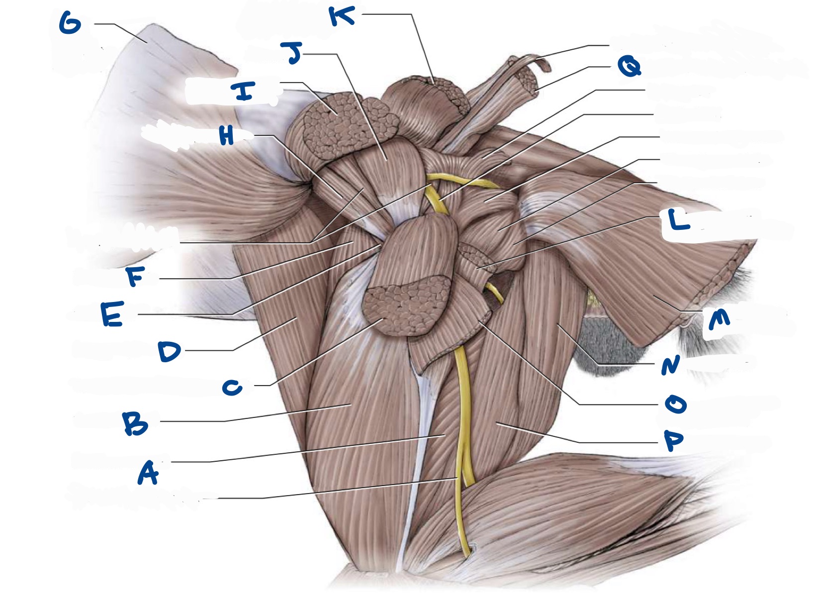 <p>What is L? </p>