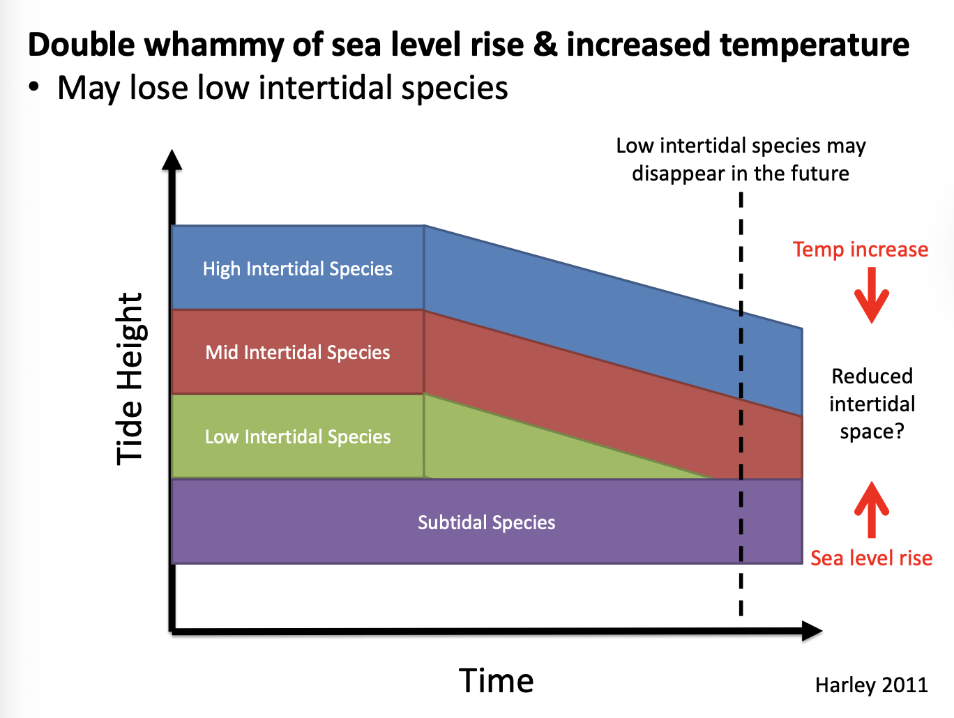 <p>increase water temp</p><ul><li><p>decline of species</p></li></ul><ul><li><p>herbivore metabolism increases</p></li><li><p>reproduction</p></li><li><p>snow melt, decreases salinity</p></li></ul><p>sea level rise</p><ul><li><p>loose low intertidal species</p></li><li><p>reduce intertidal space</p></li></ul><p>decreased pH</p><ul><li><p>calcifiers negatively affected </p></li><li><p>increased co2 can fuel photosynthesis in some kelps and diatoms</p></li><li><p>increased co2 could mean higher C:N ratios and lower nitrogen which could decrease herbivory</p></li><li><p>reducded pH delays spore settlement and inital mucilage gel i reduced</p></li></ul><p></p>