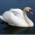 <p>Swan</p>