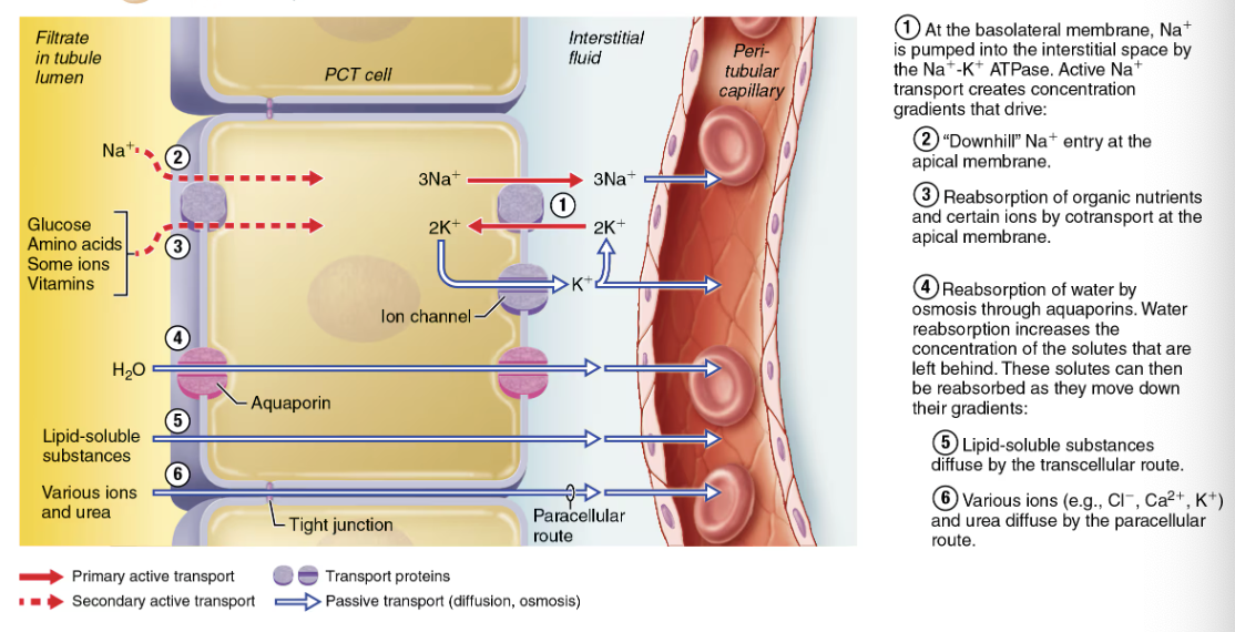 <ol><li><p><strong>Primary Active Transport</strong></p><ul><li><p>Na+ is most abundant cation in filtrate</p></li><li><p>Transport of Na+ across <span style="color: purple;"><strong><mark data-color="purple" style="background-color: purple; color: inherit;">basolateral membrane of tubule cell</mark></strong></span> is via <span style="color: red;"><strong>primary active transport</strong></span></p></li><li><p>Na+-K+ ATPase pumps Na+ into interstitial space</p></li></ul></li><li><p><strong>Secondary Active Transport</strong></p><ul><li><p><span style="color: red;"><strong>Electrochemical gradient created by pumps</strong></span> at basolateral surface give “push” needed for transport of other solutes</p></li><li><p>Organic nutrients reabsorbed by secondary active transport are co-transported with Na+</p><ul><li><p>Glucose, amino acids, some ions, vitamins</p></li></ul></li></ul></li><li><p><strong>Passive Tubular Reabsorption of Water</strong></p><ul><li><p>Obligatory water reabsorption</p><ul><li><p><span style="color: purple;"><strong><mark data-color="purple" style="background-color: purple; color: inherit;">Aquaporins</mark></strong></span> are ALWAYS present in PCT</p></li></ul></li><li><p>Facultative water reabsorption</p><ul><li><p><span style="color: purple;"><strong><mark data-color="purple" style="background-color: purple; color: inherit;">Aquaporins</mark></strong></span> are inserted in collecting dusts ONLY if ADH is present</p></li></ul></li></ul></li><li><p><strong>Passive Tubular Reabsorption of Solutes</strong></p><ul><li><p>Solute concentration in filtrate increases as water is reabsorbed</p><ul><li><p>Creates concentration gradients for solutes, which drive their entry into tubule cell and peritubular capillaries</p></li></ul></li><li><p>Fat-soluble substances, some ions, and urea will follow water into peritubular capillaries down their concentration gradients</p><ul><li><p>For this reason, liquid-soluble drugs and environmental pollutants are reabsorbed even through it is not desirable</p></li></ul></li></ul></li></ol><p></p>