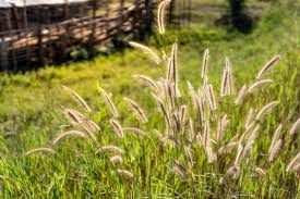<p>Foxtail Grass</p>
