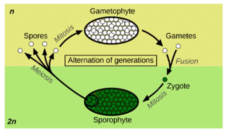 <p>Plants have a life cycle that alternates between haploid and diploid phases. The sporophyte (diploid) produces spores via meiosis, which grow into gametophytes (haploid) via mitosis. Gametophytes produce gametes, which fuse to form new diploid individuals.</p>