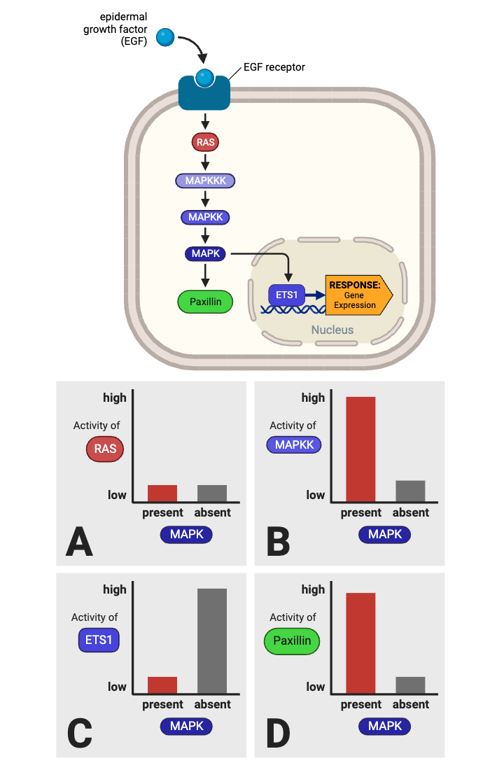 <p>Which plots (A through D) in the bottom figure are consistent with the model of the signaling pathway in the top figure? Select <strong>all</strong> that apply.</p><ul><li><p><span>a. Plot A</span></p></li><li><p><span>b. Plot B</span></p></li><li><p><span>c. Plot C</span></p></li><li><p><span>d. Plot D</span></p></li></ul><p></p>