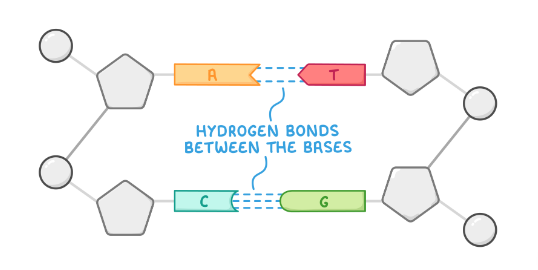 <ul><li><p><strong>a</strong>denine pairs with<strong> t</strong>hymine with<strong> 2</strong> hydrogen bonds</p></li><li><p><strong>c</strong>ytosine pairs with<strong> g</strong>uanine with<strong> 3 </strong>hydrogen bonds</p></li></ul><p></p><p>smaller pyrimidine always binds to a larger purine to maintain a constant distance between the 2 sugar-phosphate backbones</p><p></p>