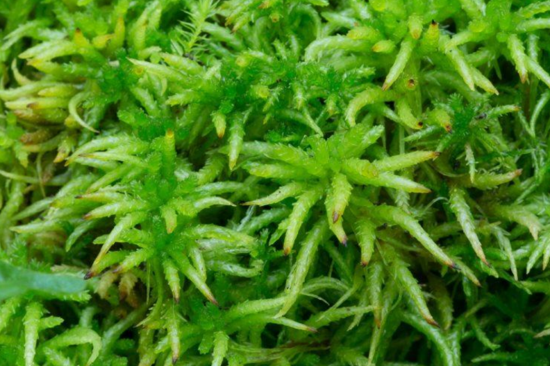 <p>rašeliník, bryophyta</p>