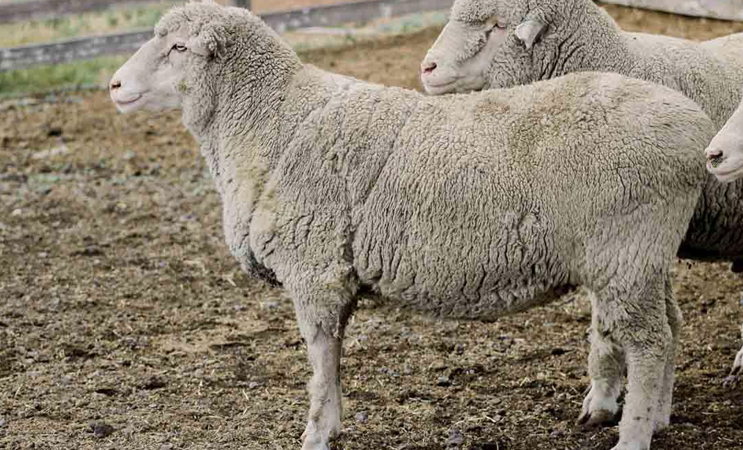 <p>What Category does this sheep belong to?</p><ul><li><p>It is a Targhee</p></li></ul><p></p>