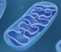 <p>What is known as the powerhouse of the cell</p><p>What part of the cell is this and what is its function? </p>
