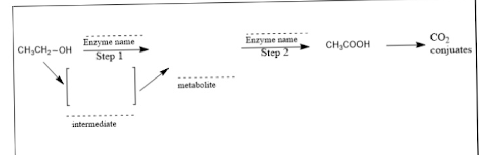 <p>What is the name of the metabolite in the middle with the dotted line?</p>
