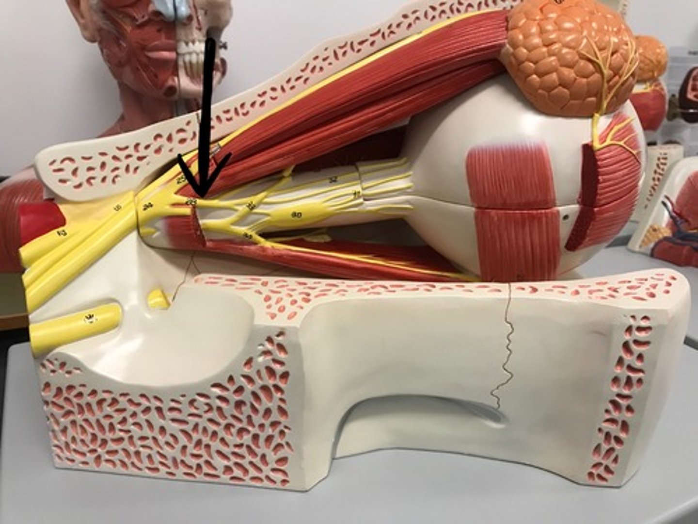 <p>Opthalmic- V1 Trigeminal nerve, the branch responsible for: <br>Ethmoid nerves (nasal cavity)<br>Infratrochlear nerve (Skin at medial, inferior corner of the eye)</p>