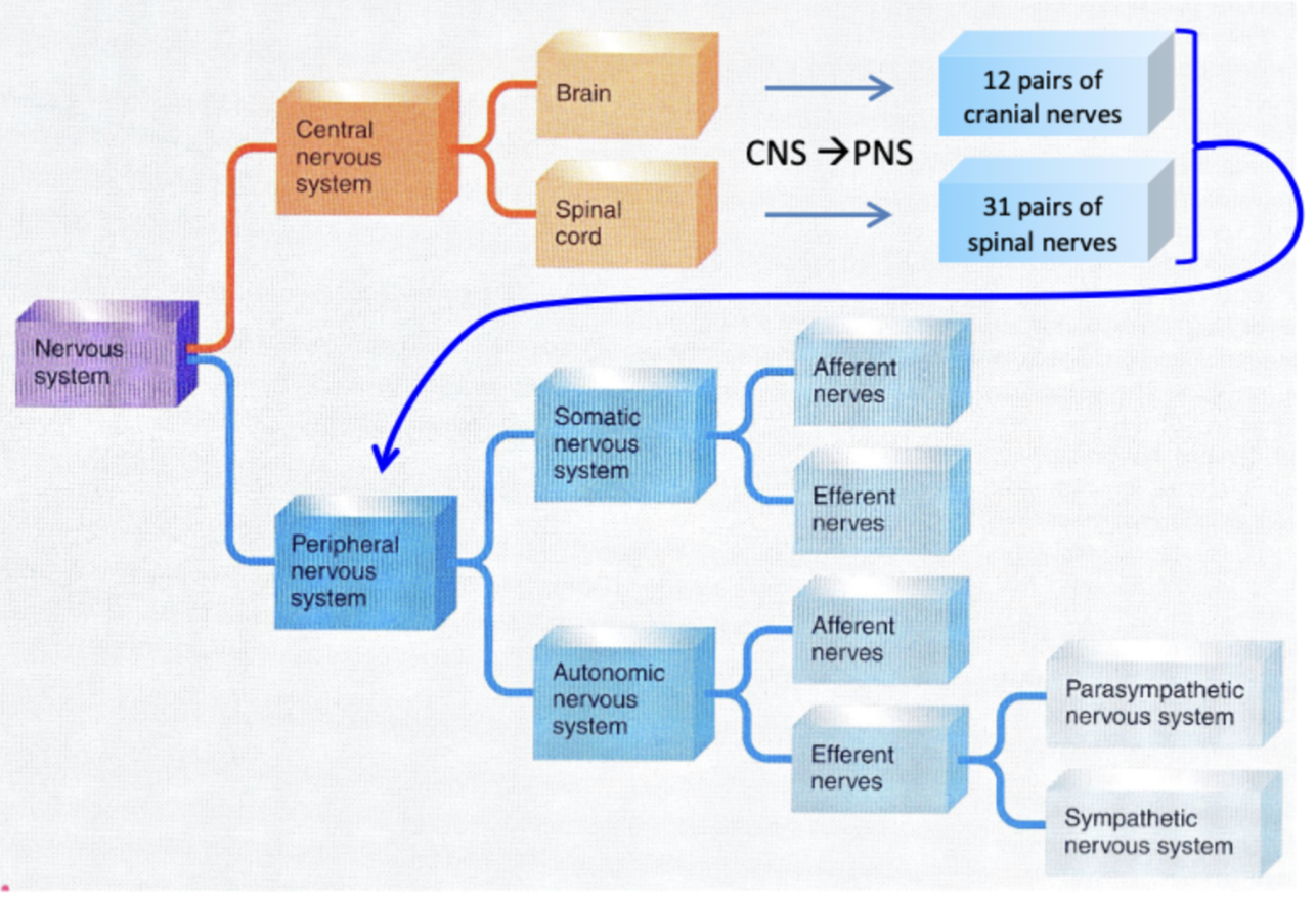 <p><span style="color: #ffffff"><strong>peripheral nervous system</strong></span></p>