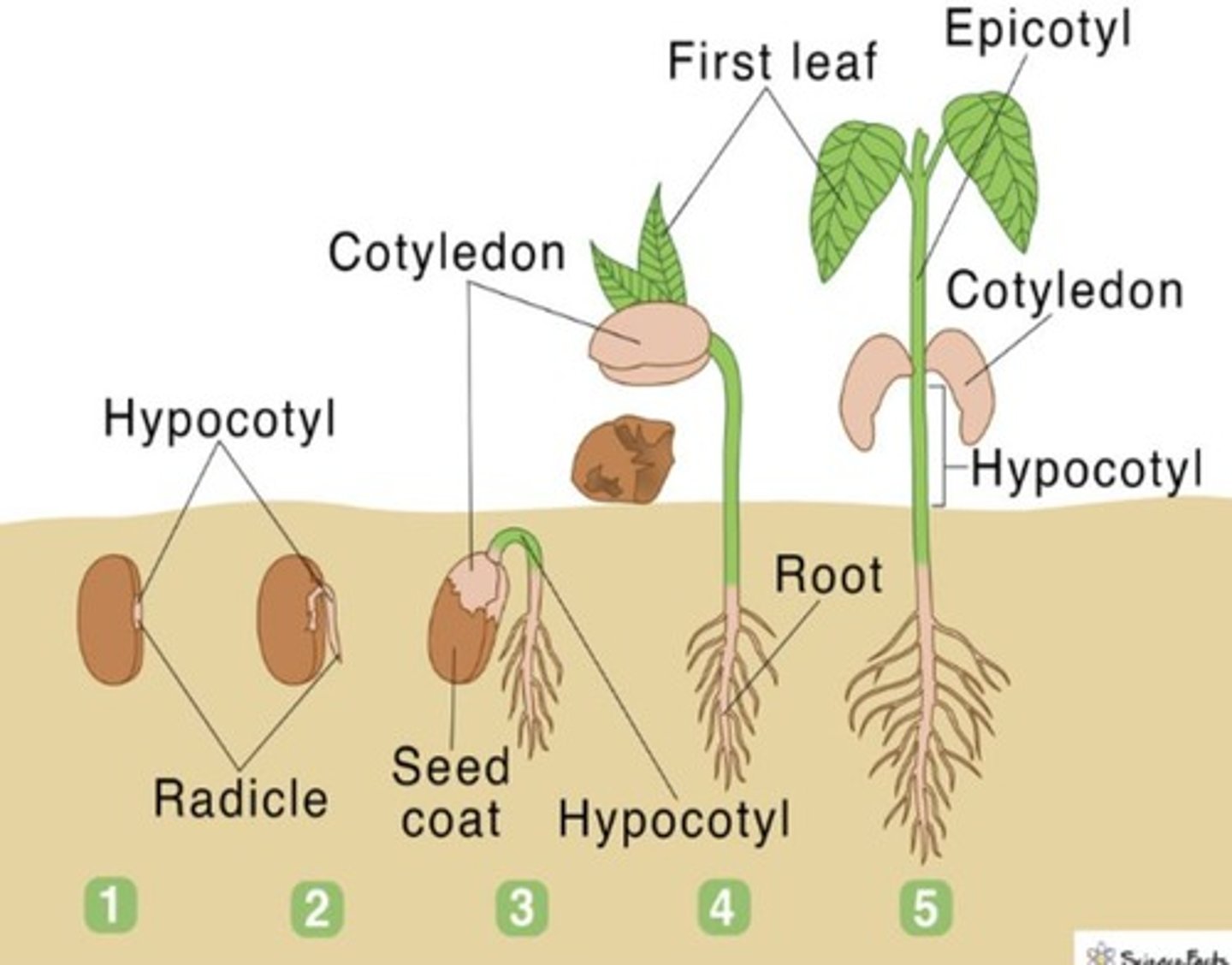 <p>The first organ to emerge is the radicle.</p>
