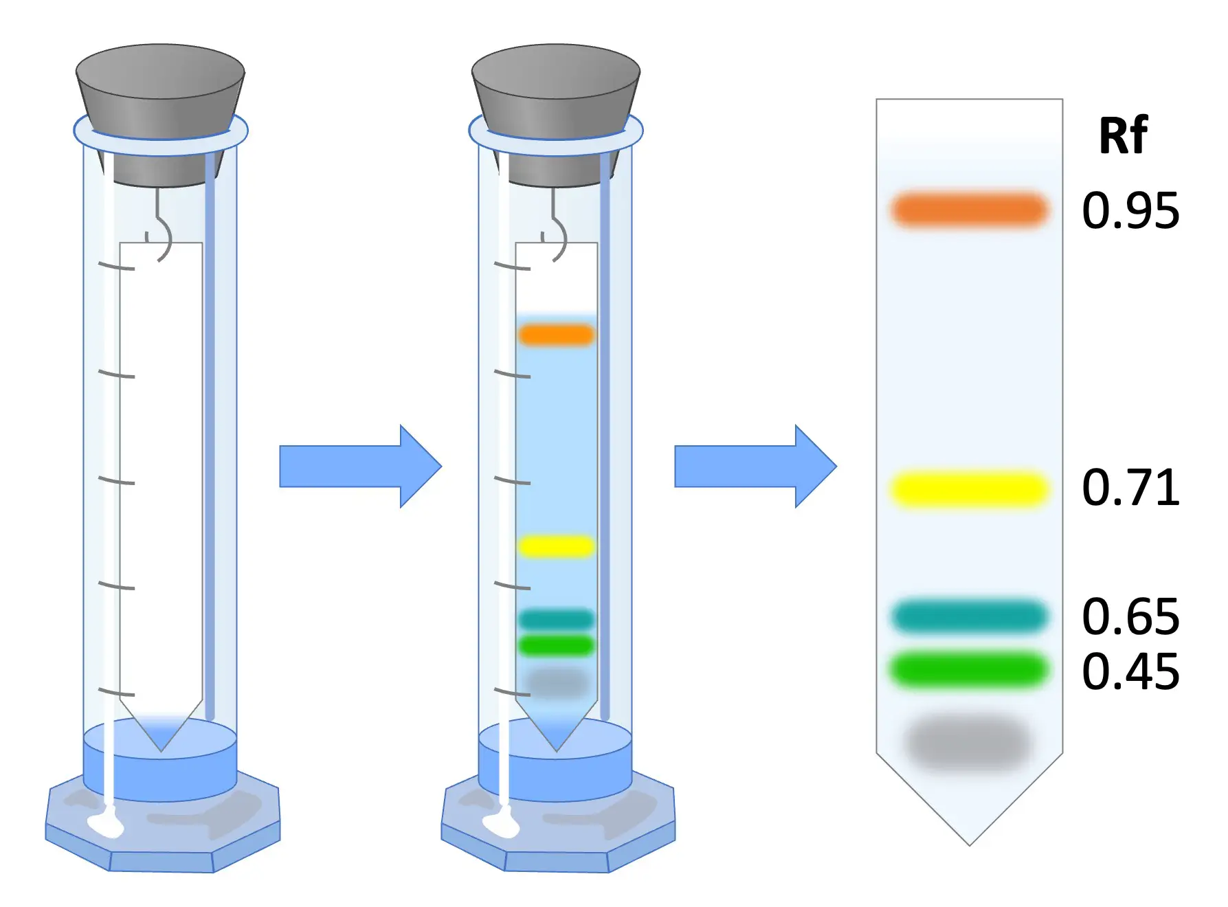 <p>Pigments can be separated using <strong>chromatography</strong>, an experimental technique. </p><p>The pigment is dissolved in a fluid (mobile phase) and rises up through a static material (the stationary phase, like a piece of paper) through capillary action. </p><p>Because the different components of the pigment have different densities and masses and compositions, they travel at different speeds. As a result, the components separate. </p><p>The 2 most common chromatography techniques include <u>paper chromatography</u> (using paper) and <u>thin-layer chromatography</u> (using a thin layer of adsorbent like silica gel).</p>