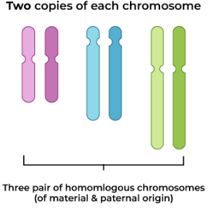 <p>2N - two complete sets of chromosomes, one from each parent (ex: zygotes)</p>