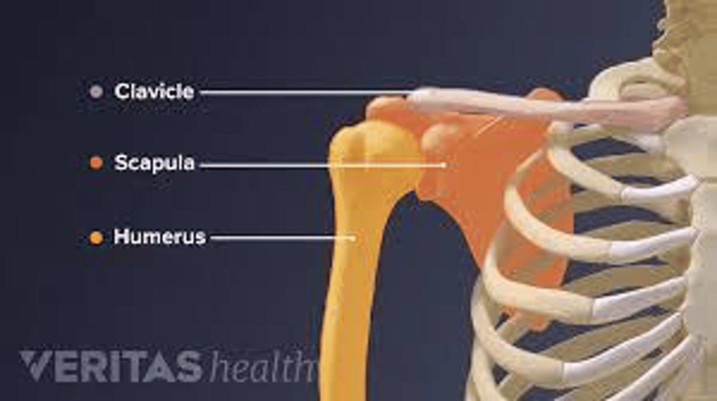 <p>The clavicle, the humerus, and the posterior ribs.</p>