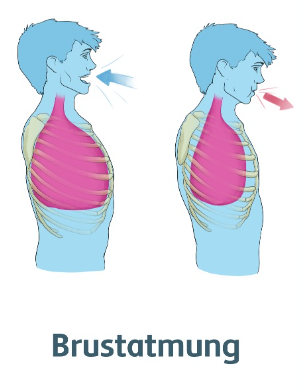<p>Einatmung:</p><ul><li><p>Äussere Zwischenrippenmuskulatur kontrahiert</p></li><li><p><strong>Brustkorb</strong> wird angehoben => Volumen nimmt zu</p></li><li><p>Grösseres Volumen => Unterdruck => Sog: Luft wird in die Lunge hineingezogen</p></li></ul><p></p><p>Ausatmung:</p><ul><li><p>Schwerkraft und innere Zwischenrippenmuskulatur, sowie Elastizität der Lunge sorgen für Verkleinerung des Brustvolumens => Luft wird aus der Lunge hinausgepresst</p></li></ul>