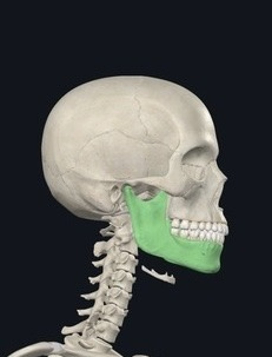 <p>Lower jawbone; only movable skull bone.</p>