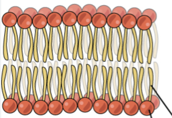 <p><strong><u>Phospholipid bilayer</u></strong></p><ul><li><p>Forms the membrane’s <strong>basic</strong> <strong>structure</strong></p></li><li><p><strong>Selective permeaability - </strong>allows small, non-polar and lipid-soluble substances (e.g. gases) to pass through. <strong>Barrier</strong> <strong>to water-soluble substances, large molecules and ions</strong></p></li><li><p><strong>Fluidity</strong> - enables <strong>cell movement, </strong>needed for cell divide or white blood cells enfulfing pathogens</p></li></ul><p></p>