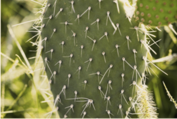 <p>What kind of modification is this?</p>