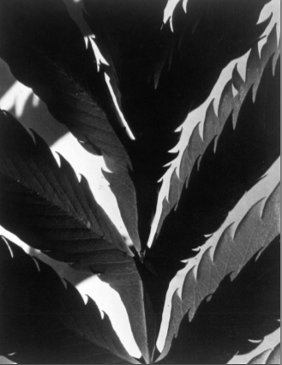 <p>Imogen Cunningham, early photographs were dreamy with friends posed, moved away from Pictoralist styles later and into botanical photographs, moved towards New Objectivity, exhibited with Group f/64, later shifted to portraits and magazine photography</p>