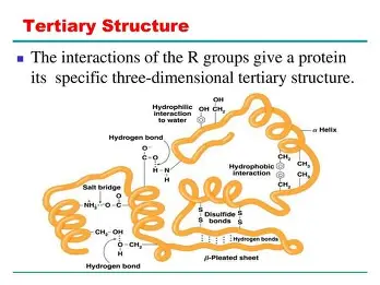 <p>overall shape of the protein</p>