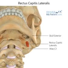 <p>rectus capitis lateralis action/function </p>